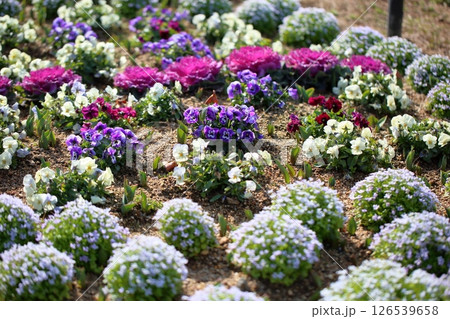 ビオラの花 126539658