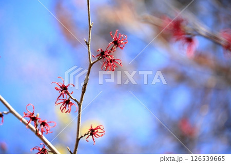 暗赤色のマンサクの花　ディアン 126539665