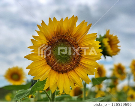 Beautiful sunflowers in the field natural background, Sunflower blooming 126539696