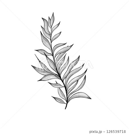 botany tattoo sketch - beautiful twig plant. Botanical element template for graphic design, wedding decor, textiles, souvenir gift, stationery print botany tattoo sketch - beautiful twig plant. Botanical element template for graphic design, wedding decor, textiles, souvenir gift, stationery print 126539718