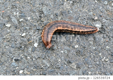 河川敷の遊歩道で見つけたヤマナメクジ 河川敷の遊歩道で見つけたヤマナメクジ 126539724