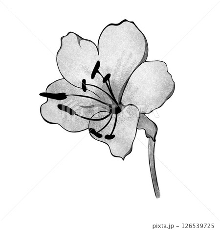 detailed sketch of alstroemeria flower. Hand-drawn. design greeting card and invitation of the wedding, birthday, Valentine's Day, mother's day and other holiday 126539725