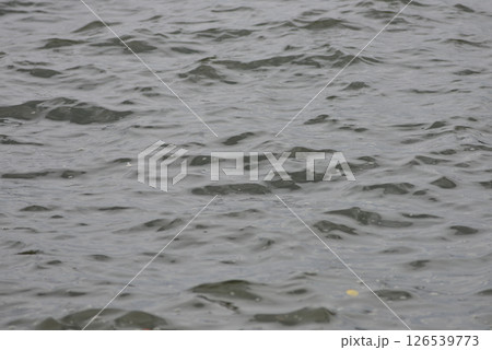 海 126539773