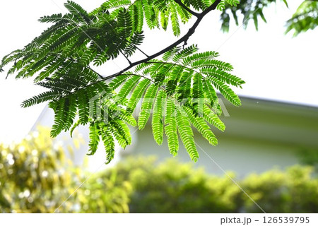 ネムノキの新緑・合歓木・中国では夫婦円満のシンボルの木 126539795