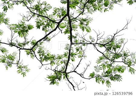 ネムノキの新緑・合歓木・中国では夫婦円満のシンボルの木 126539796