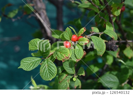 ユスラウメの実・梅桃・桜桃 126540132