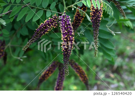 イタチハギの花・鼬萩・クロバナエンジュ・法面緑化の木 イタチハギの花・鼬萩・クロバナエンジュ・法面緑化の木 126540420