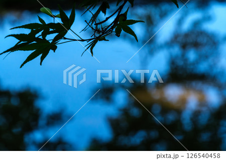 もみじと木漏れ日 もみじと木漏れ日 126540458