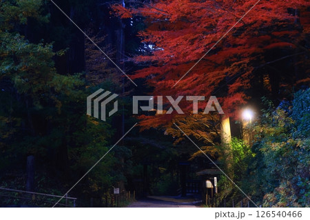 世界遺産　岩手県平泉町　紅葉の中尊寺 126540466