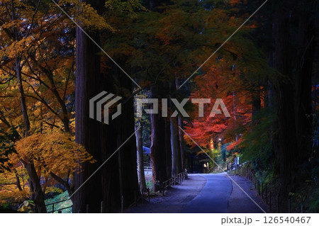 世界遺産　岩手県平泉町　紅葉の中尊寺 126540467