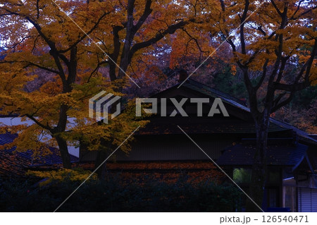 世界遺産　岩手県平泉町　紅葉の中尊寺 126540471