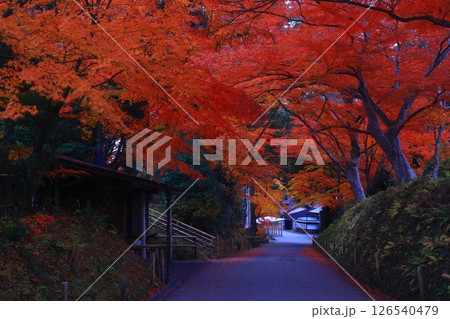 世界遺産 岩手県平泉町 紅葉の中尊寺 世界遺産 岩手県平泉町 紅葉の中尊寺 126540479