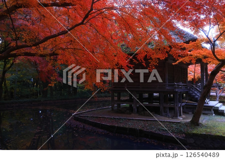 世界遺産　岩手県平泉町　紅葉の中尊寺 126540489