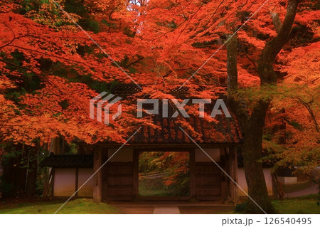 世界遺産 岩手県平泉町 紅葉の中尊寺 世界遺産 岩手県平泉町 紅葉の中尊寺 126540495