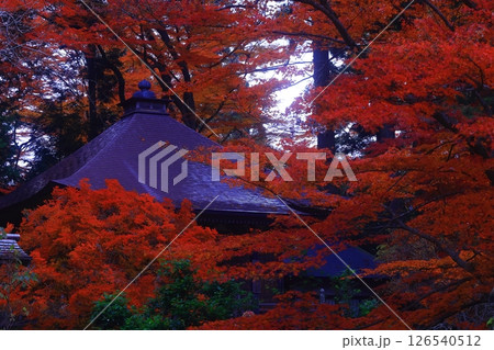 世界遺産　岩手県平泉町　紅葉の中尊寺 126540512