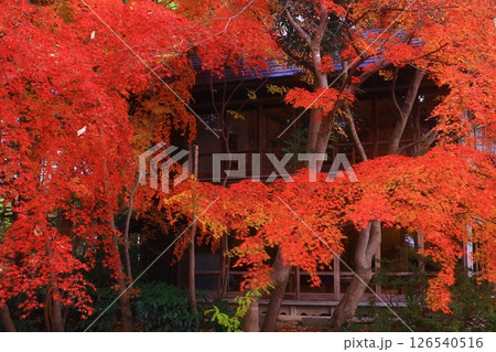 世界遺産 岩手県平泉町 紅葉の中尊寺 世界遺産 岩手県平泉町 紅葉の中尊寺 126540516