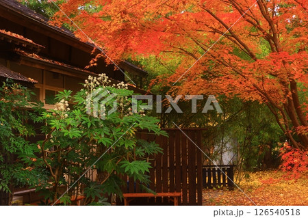 世界遺産 岩手県平泉町 紅葉の中尊寺 世界遺産 岩手県平泉町 紅葉の中尊寺 126540518