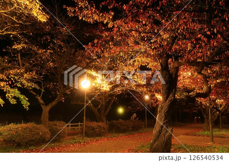 岩手県北上市　展勝地　桜並木の紅葉 126540534