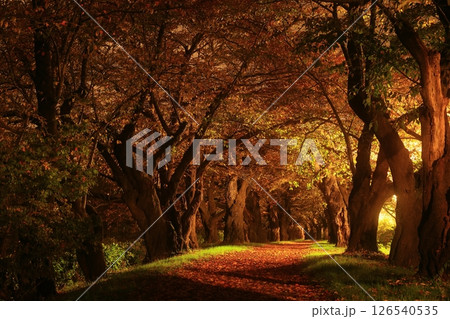 岩手県北上市　展勝地　桜並木の紅葉 126540535