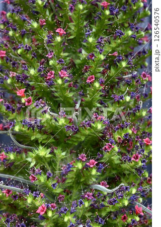 エキウム ウイルドプレッティの花・スペインカナリア諸島原産「宝石の塔」 126540576