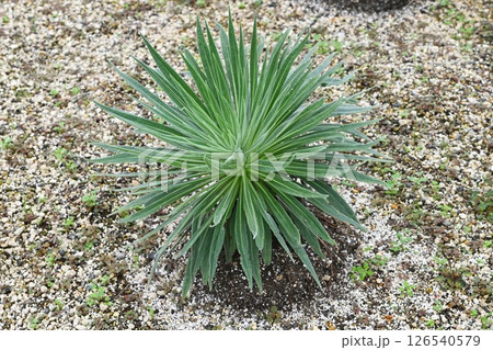 エキウム ウイルドプレッティの花・スペインカナリア諸島原産「宝石の塔」 エキウム ウイルドプレッティの花・スペインカナリア諸島原産「宝石の塔」 126540579