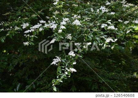 セイヨウイボタノキの花・ヨウシュイボタノキ・プリベット・水蝋の花・季節の花の背景素材 セイヨウイボタノキの花・ヨウシュイボタノキ・プリベット・水蝋の花・季節の花の背景素材 126540608