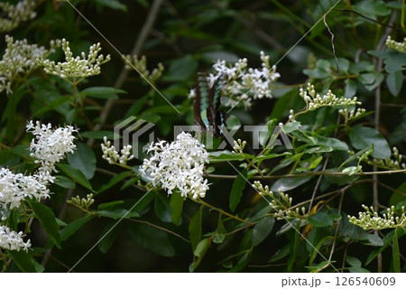 セイヨウイボタノキの花・ヨウシュイボタノキ・プリベット・水蝋の花・季節の花の背景素材 セイヨウイボタノキの花・ヨウシュイボタノキ・プリベット・水蝋の花・季節の花の背景素材 126540609