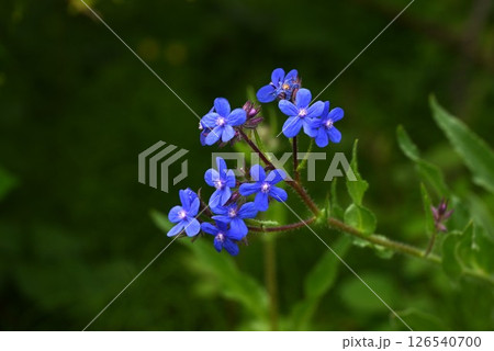 アンチューサ アズレアのはな・アルカネット・アフリカワスレナグサ・季節の花の背景素材 アンチューサ アズレアのはな・アルカネット・アフリカワスレナグサ・季節の花の背景素材 126540700