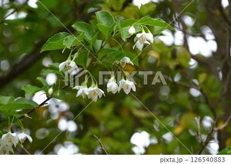 エゴノキの花・樹皮はサポニン有毒・種子はヤマガラの好物・季節の花の背景素材 126540883