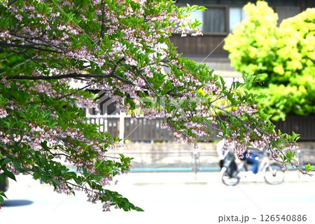 エゴノキの花・樹皮はサポニン有毒・種子はヤマガラの好物・季節の花の背景素材 126540886