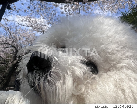 桜とペット 桜とペット 126540920