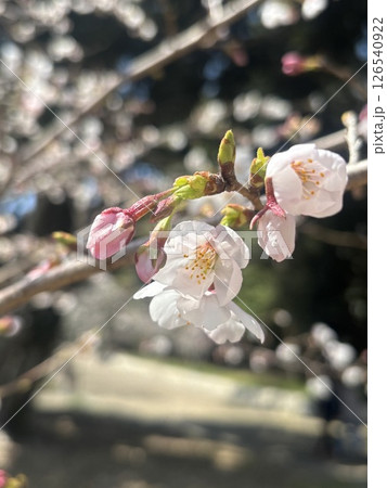 桜の花びら 桜の花びら 126540922