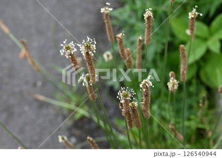 ヘラオオバコの花・箆大葉子・ヨーロッパ原産の帰化植物 ヘラオオバコの花・箆大葉子・ヨーロッパ原産の帰化植物 126540944