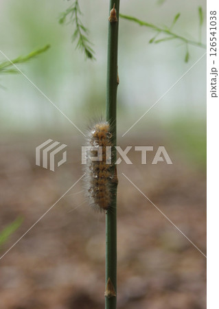 Caterpillar on Asparagus Plant in Organic Garden Rural East TX 126541038