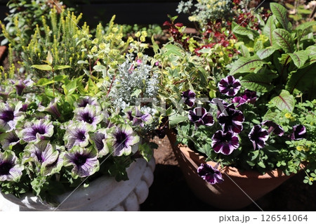 個性的なペチュニアの寄せ植え＆寄せ鉢 126541064