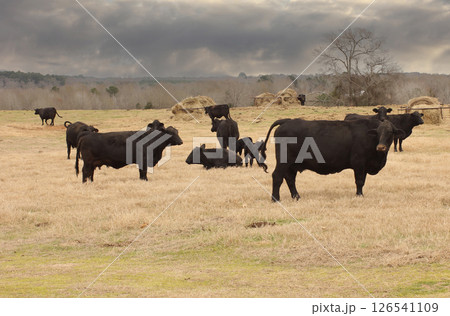 Black Cows Grazing in Pasture Rural East Texas Black Cows Grazing in Pasture Rural East Texas 126541109