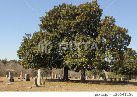 Historic Elkins Cemetery In Omen Texas 126541156