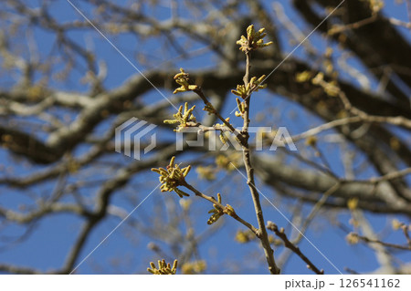 Old Oak Tree Growing in Historic Rural Cemetery. Rural East TX 126541162