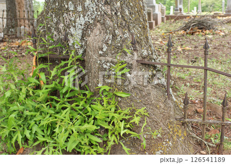 Old Tree Growing Through Old Fence in City Cemetery Jacksonville TX Old Tree Growing Through Old Fence in City Cemetery Jacksonville TX 126541189