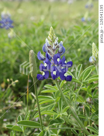 Texas Bluebonnet Wildflowers Growing in Rural Texas Closeup Texas Bluebonnet Wildflowers Growing in Rural Texas Closeup 126541195