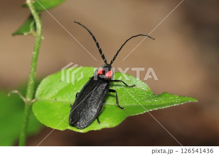 オバボタル オバボタル 126541436