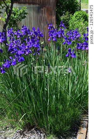 アヤメの花・綾目・文目・菖蒲 126541475