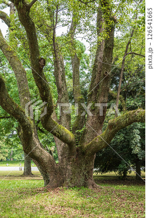 京都御苑の大木 京都御苑の大木 126541665