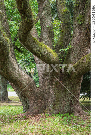 京都御苑の大木 126541666