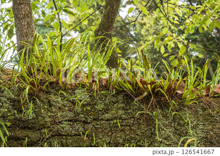 大木に着生した植物　ノキシノブ　京都御苑 126541667
