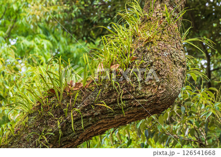 大木に着生した植物　ノキシノブ　京都御苑 126541668