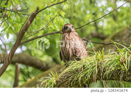 森の中のトビ　京都市京都御苑 126541674