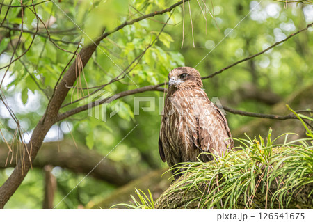 森の中のトビ　京都市京都御苑 126541675