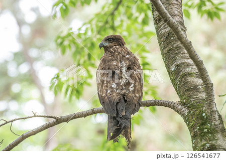 森の中のトビ　京都市京都御苑 126541677