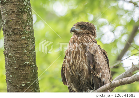 森の中のトビ　京都市京都御苑 126541683